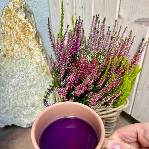 Modrý čaj – exotická novinka v našem wellness